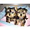 Pretty-yorkie-puppies-available-now-for-free