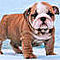 Adorable-english-bulldog-puppies-for-sale