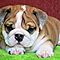Best-english-bulldog-puppies-available