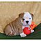 Cute-akc-english-bulldog-puppies-for-adoption