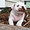 Adorable-well-trained-english-bulldog-puppies-available