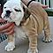 Angelic-akc-english-bulldog-puppies-for-rehoming