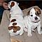 Angelic-akc-english-bulldog-puppies-for-adoption