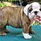 Akc-english-bulldog-puppies-for-adoption